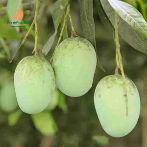 হিমসাগর আম (Himsagar Mango)